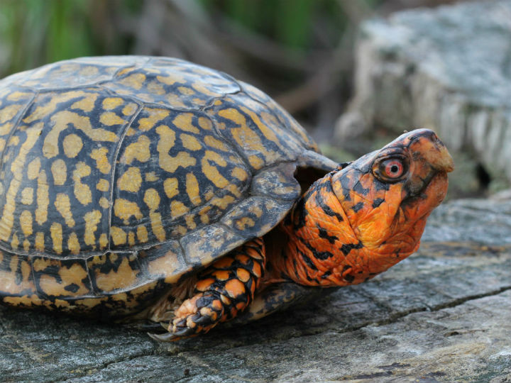 Eastern Box Turtle